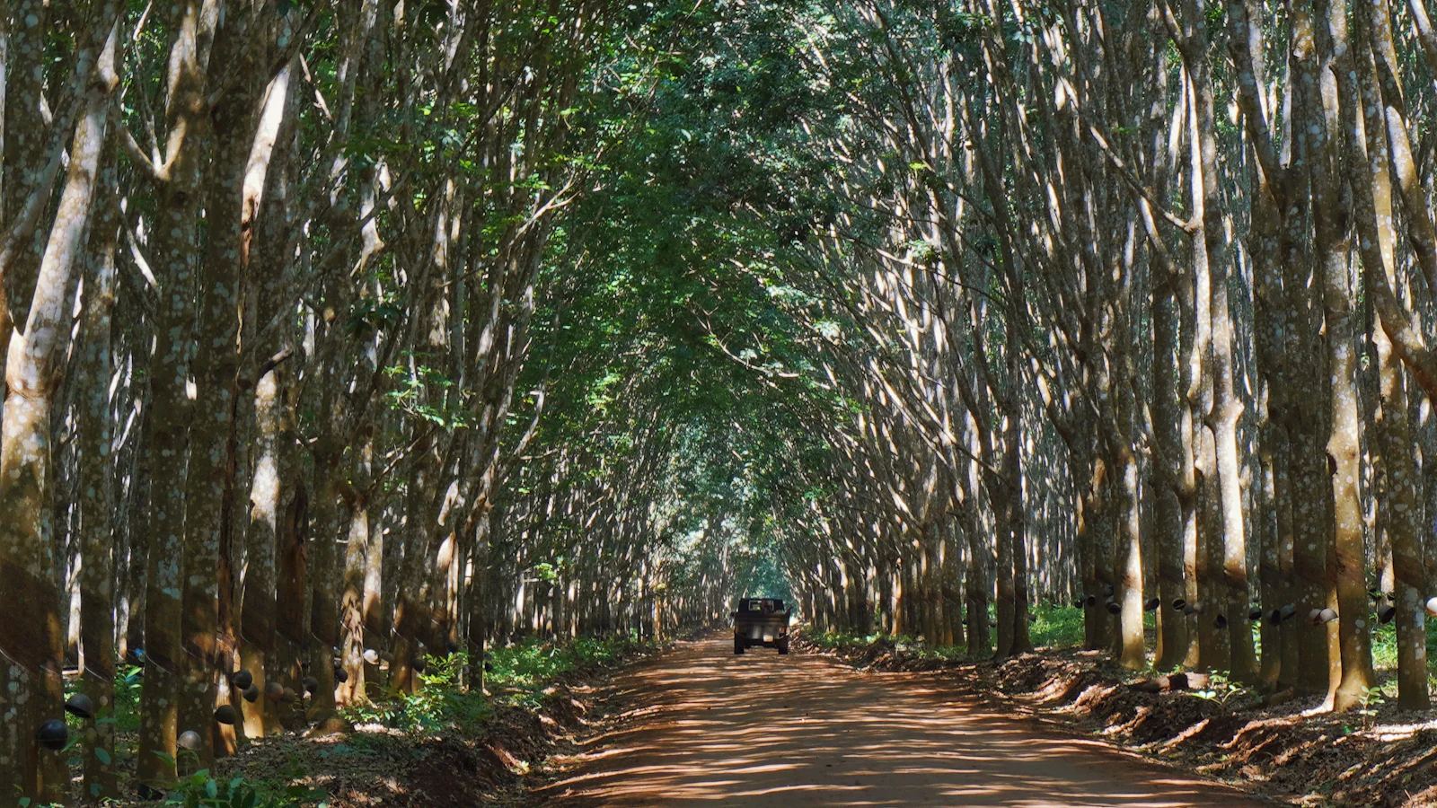 Dirt road through rows of rubber trees on a plantation
