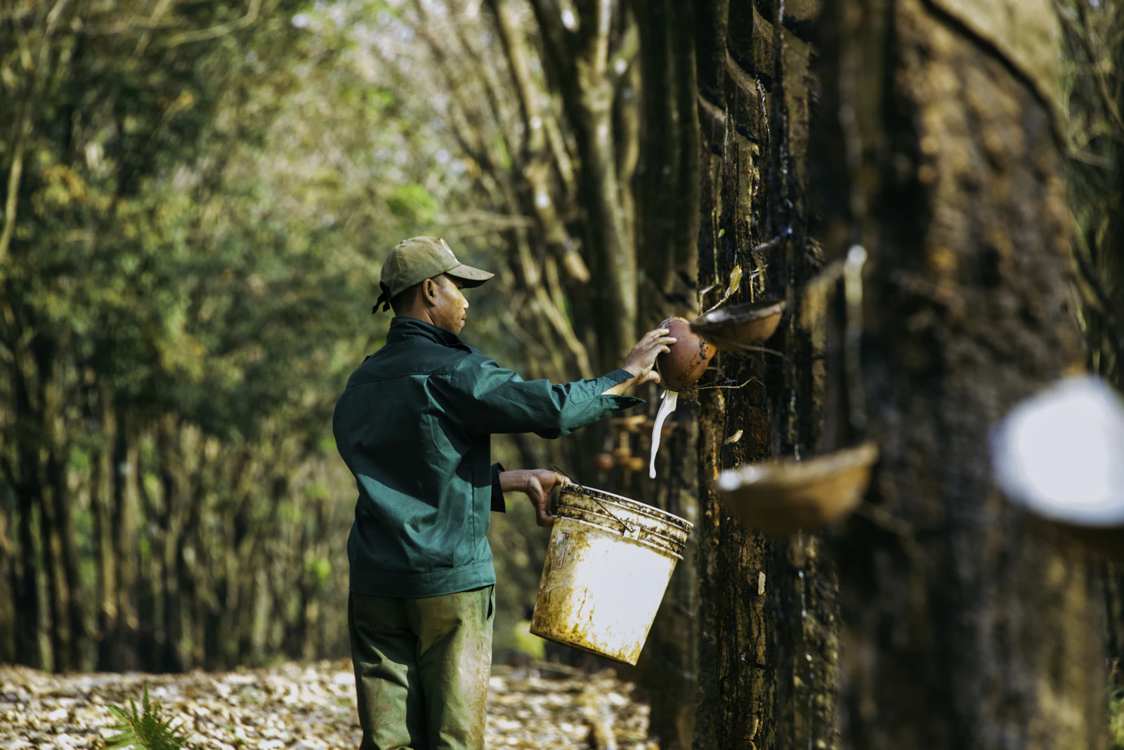 Worker collecting latex from cups on a row of rubber trees