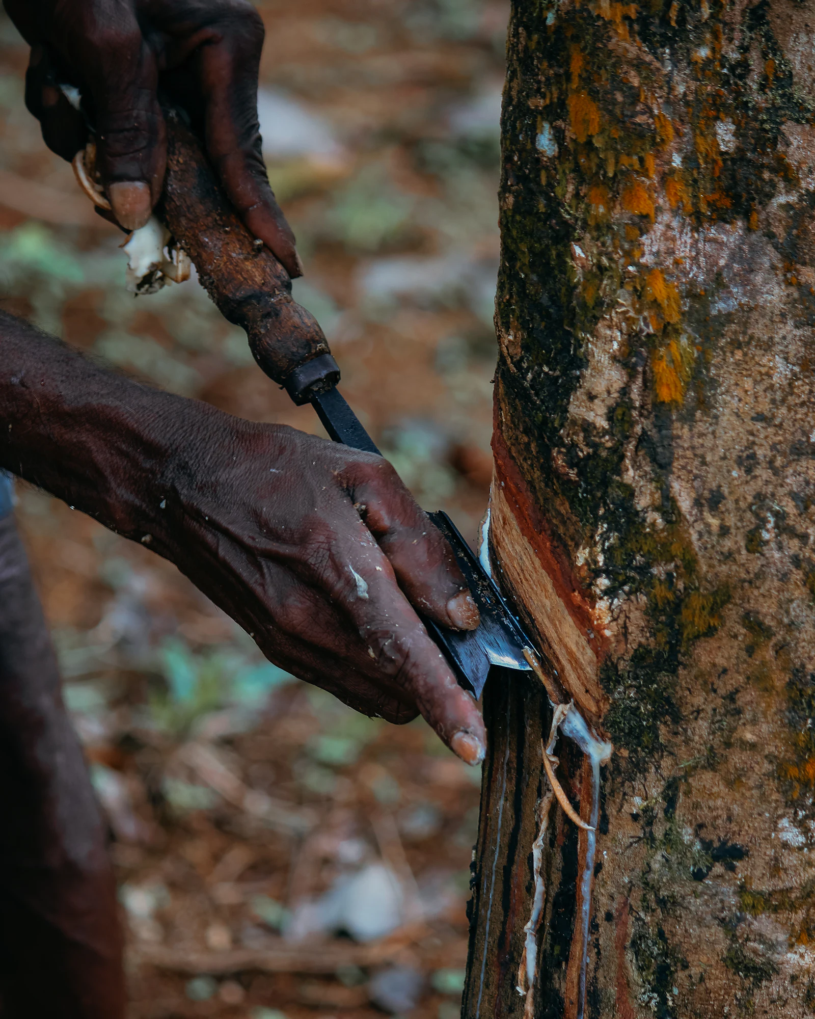 Hands tapping a rubber tree with a curved knife
